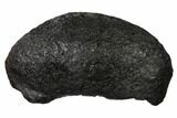 Fossil Whale Ear Bone - Miocene #136903-1
